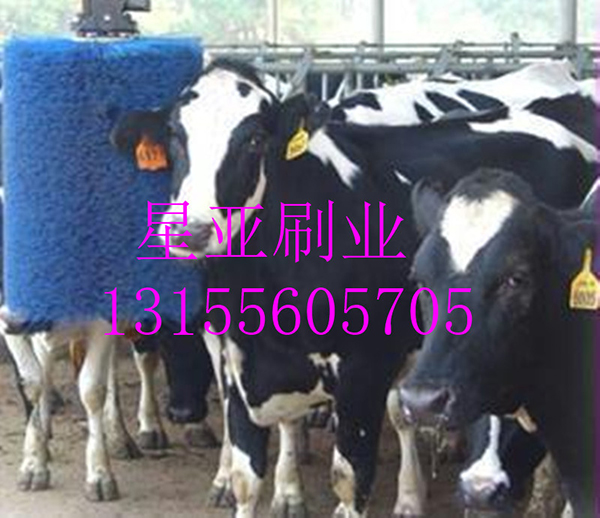 牛体刷